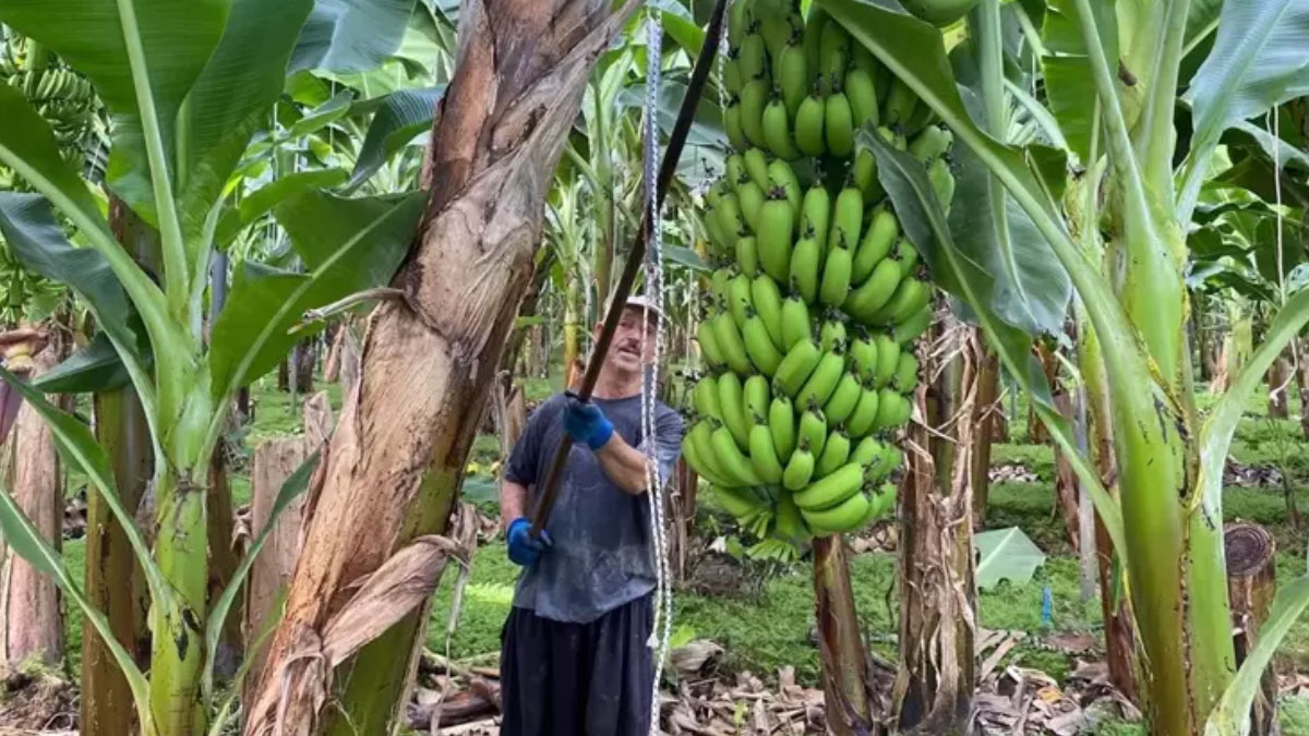 antalyada muz sezonu acildi 4 kata yakin artis WBnydB5i