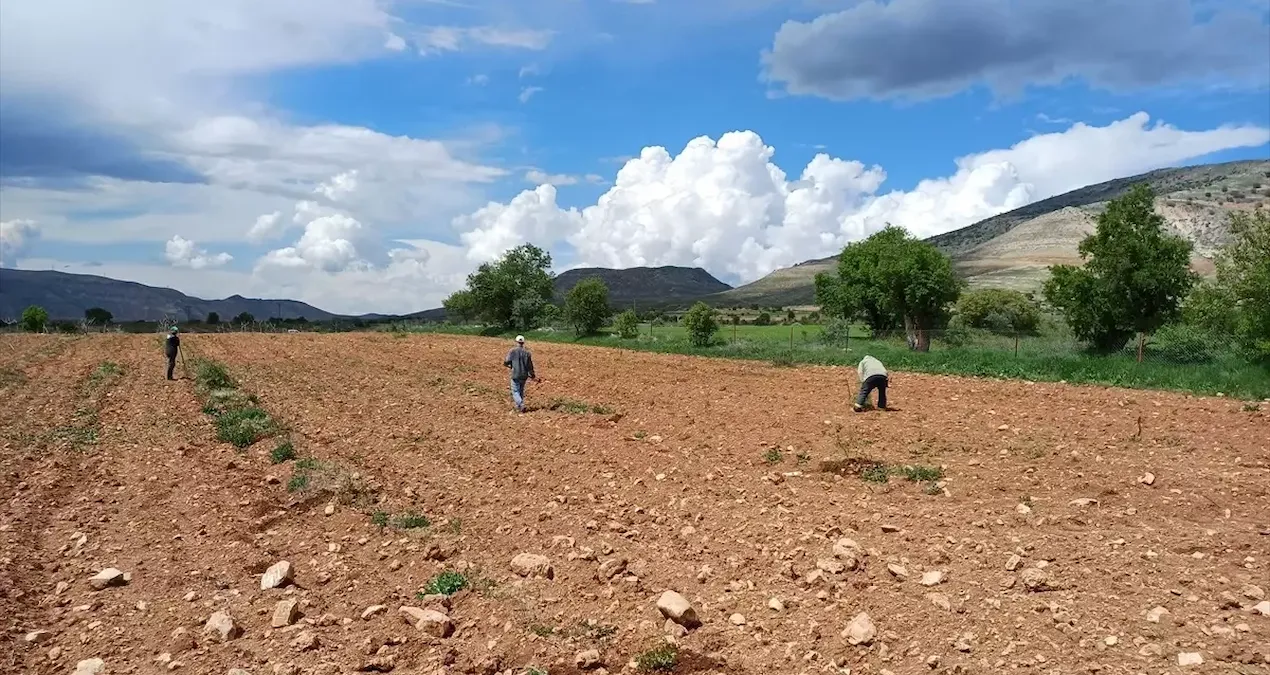 hasat basladi hem verim dustu hem de fiyatlar artti NryhWZXz