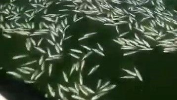 kahramanmarasta balik olumleri 1YSZr7Ra