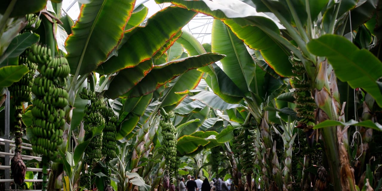 iranda tropikal meyve yetistiriliyor t5dABrM5