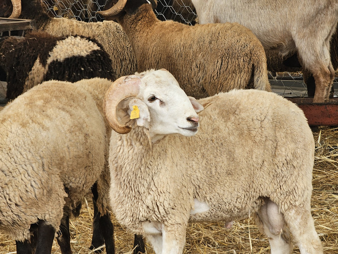 kurban bayrami ne zaman 2026 bu yil kurban bayrami 9 gun tatil olur mu PIL2w5dC.jpg