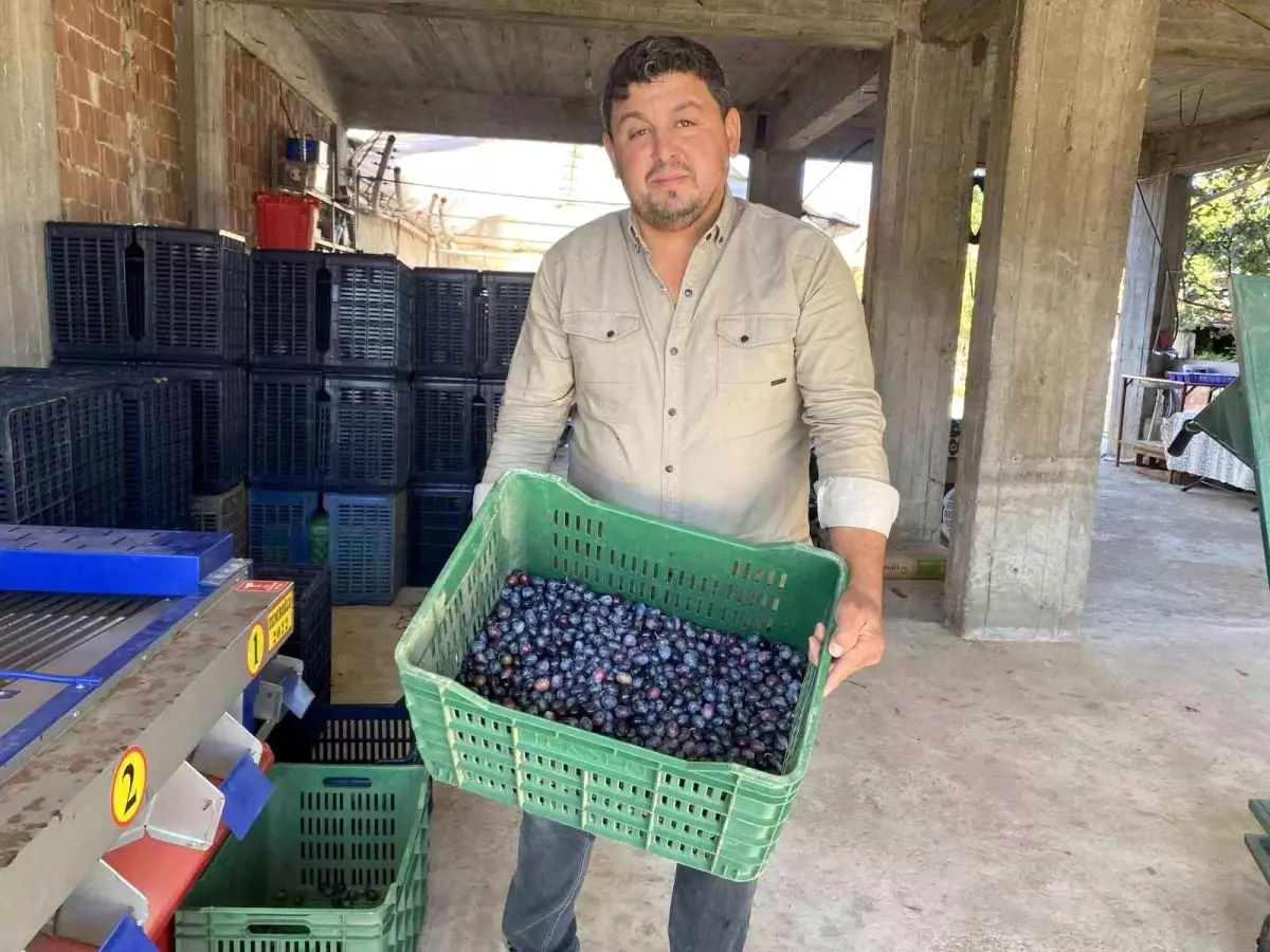 manisada 2025 zeytin hasadi basladi kalite ve fiyatlar ureticiyi sevindiriyor BXuuuPrY.jpg